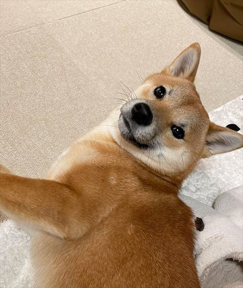 寝転んで振り返るワンコ
