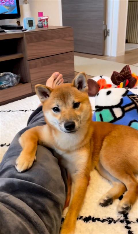 足にヒジ置くワンコ正面