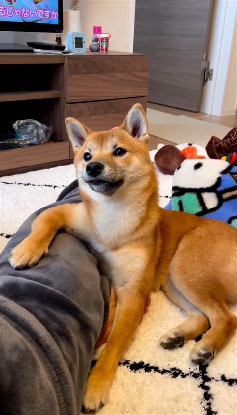 左上を見るワンコ