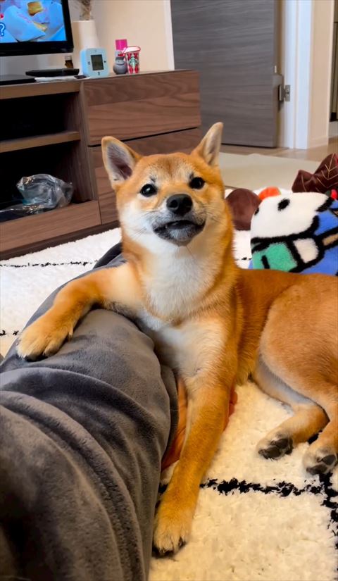 右上見るワンコ