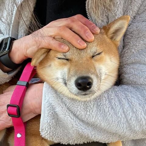 抱っことなでなでされるワンコ