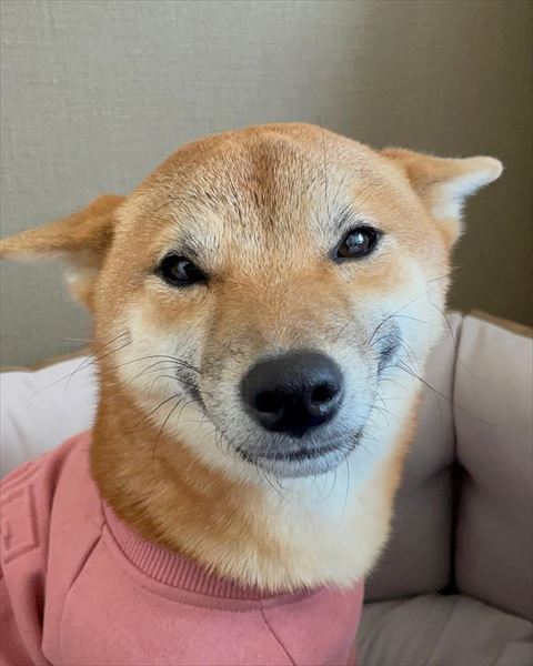 ヒコーキ耳で笑ってるワンコ