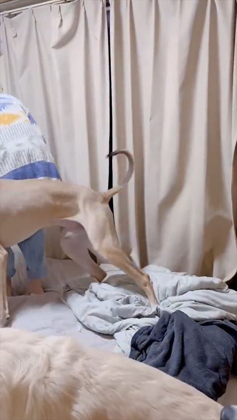 飼い主とワンコ後ろ姿