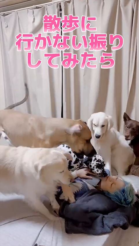 飼い主何か言ってそうなワンコたち