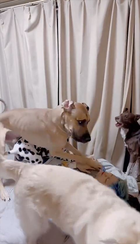 飼い主の上に乗るグレートデン