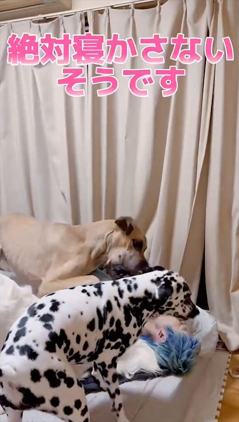 絶対寝かせないテロップ