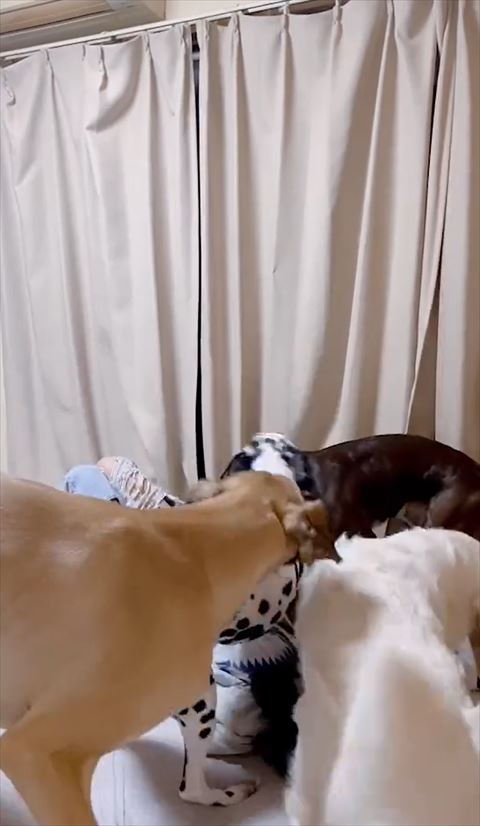 ワンコが集まり飼い主の顔が見えない状態