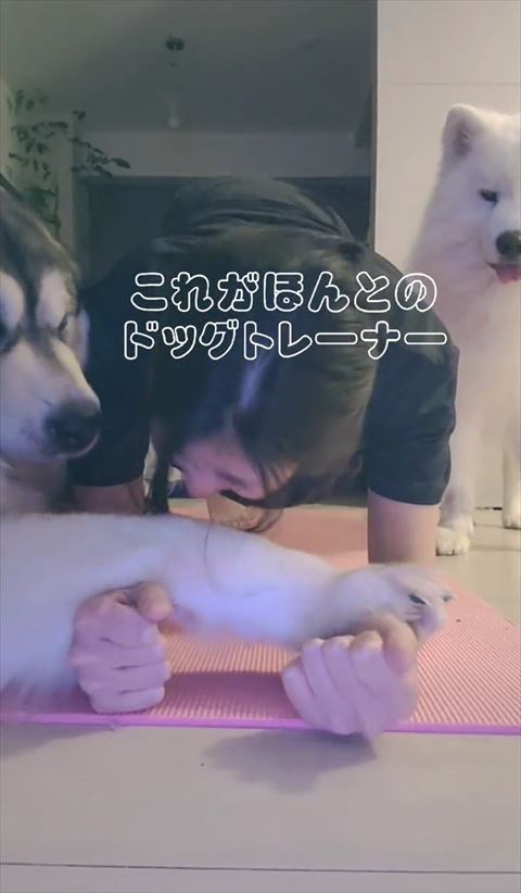 飼い主の腕に前足のせるワンコ