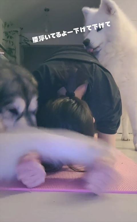 舌だして上から見てる白いワンコ