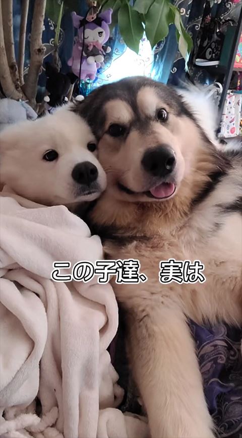 寄り添うワンコ2匹