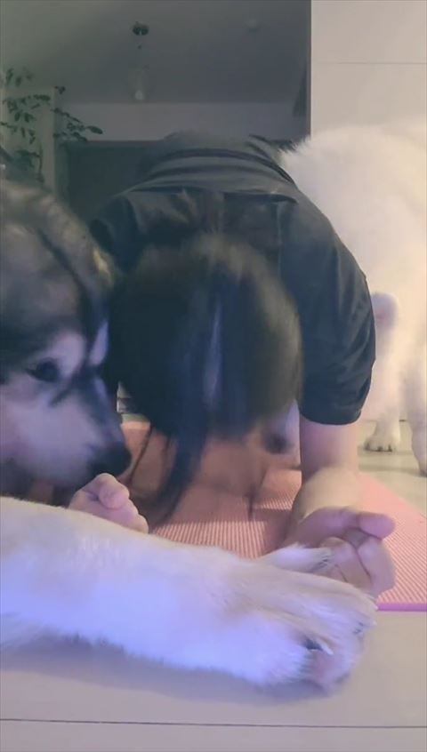 飼い主の下に入ろうとする白いワンコ