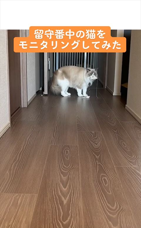 留守番中の猫