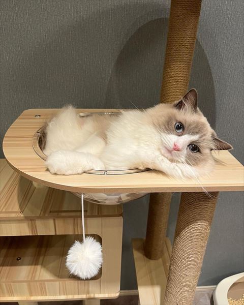 タワーにいる猫