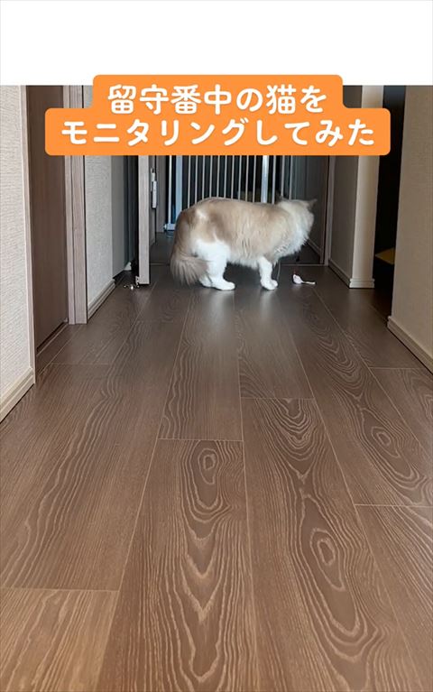 玄関を見る猫