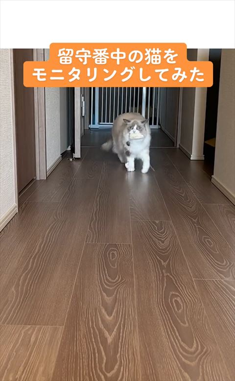 おもちゃくわえて歩く猫
