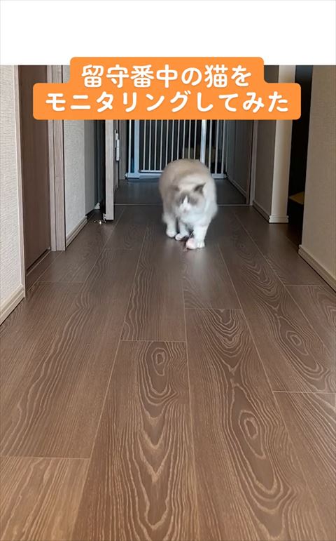 おもちゃ落とす猫