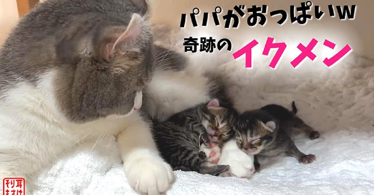 初めての子育てに疲れ気味な母猫、すると父猫が……　驚きのサポートに感動の声「心が洗われた」「人間より偉いわ…」 | ねとらぼ