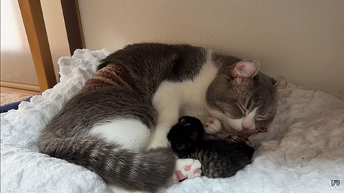 おっぱいをあげるもすけくん