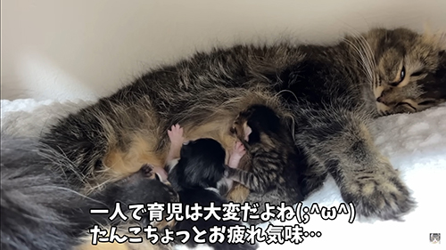 お疲れたんこちゃん