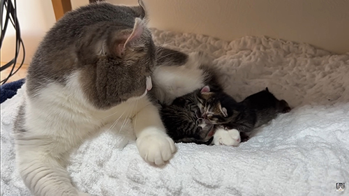 もすけくんと子猫だけに