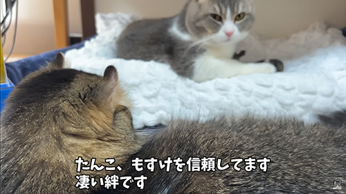 見守るたんこちゃん