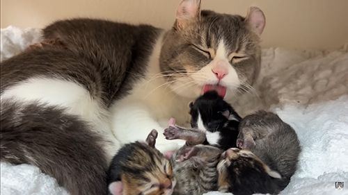 子猫をなめるもすけくん