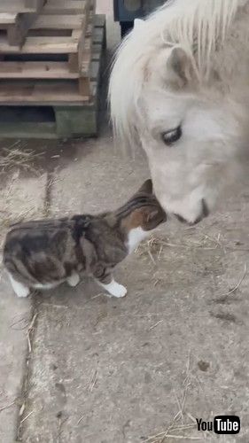 頭をすりすりする猫