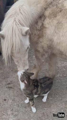 鼻をよせあう猫とポニー