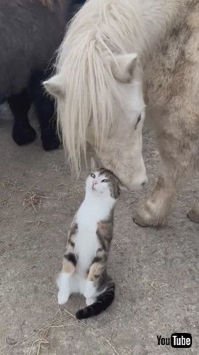 ぐりぐりする猫とポニー