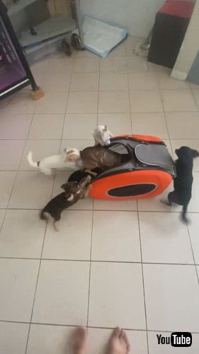 「Chihuahuas Going Out On The Town || ViralHog」