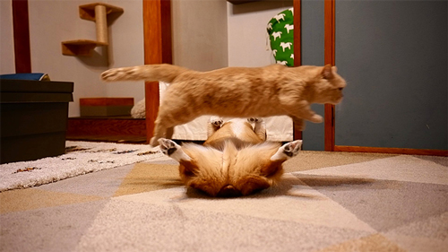 犬猫