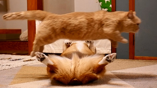 ジャンプする猫アップ