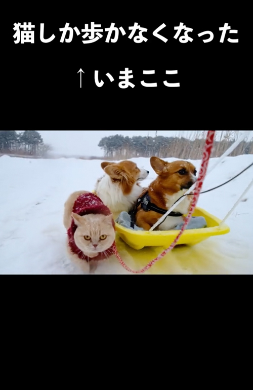 猫しか歩かない