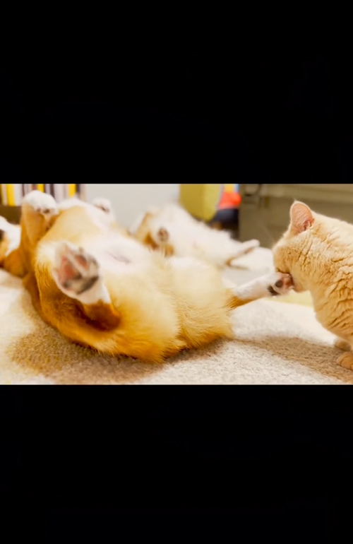 イタズラする猫