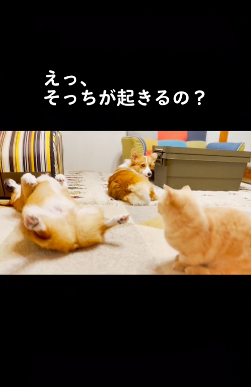 起きない犬