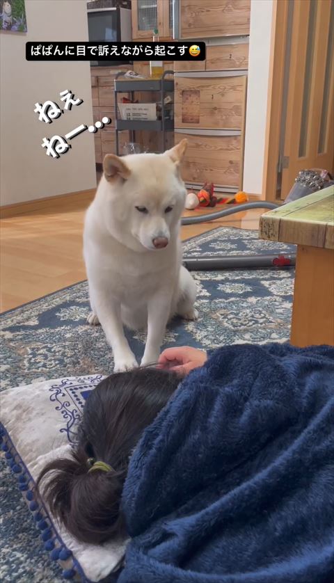子どもみたいな柴犬