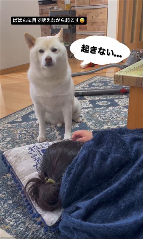 起きないテロップ