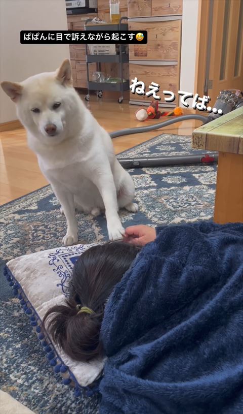 左前足で飼い主起こすワンコ