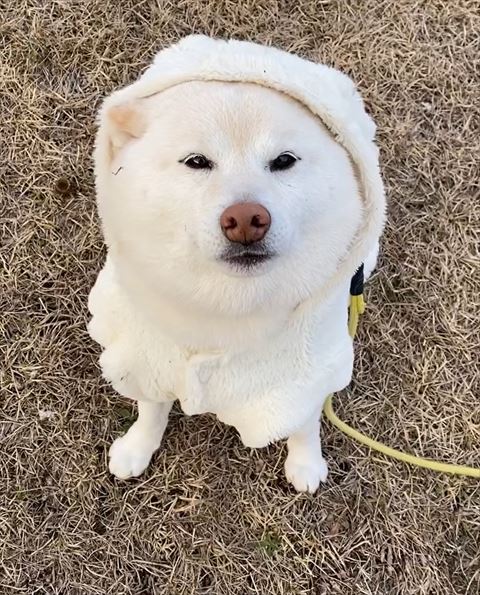 洋服着てるワンコ