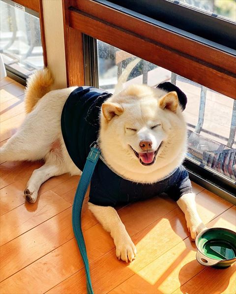 窓際笑顔のワンコ