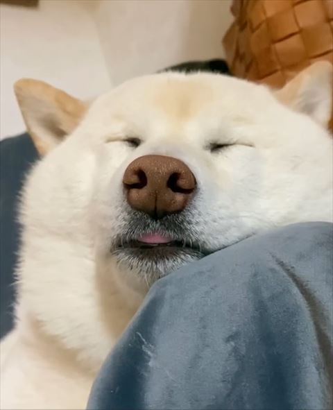 寝てるワンコアップ