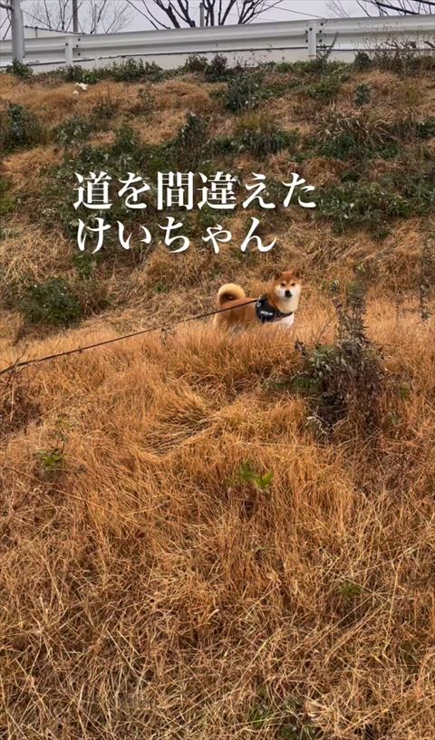 道を間違えたテロップ