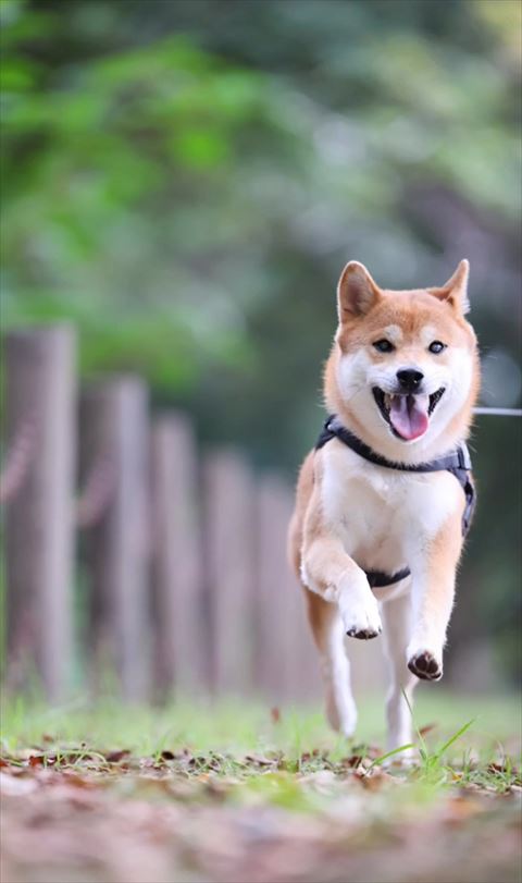 走ってるワンコ