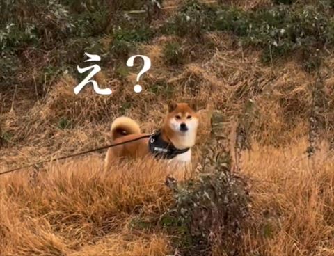 トリミング