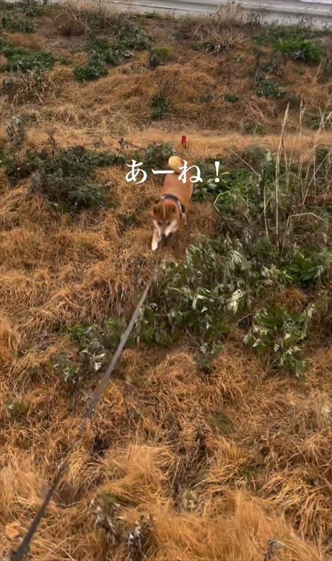 あ〜ねテロップ
