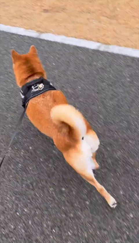 ワンコ後ろ姿