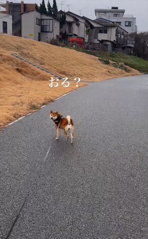 おるテロップ