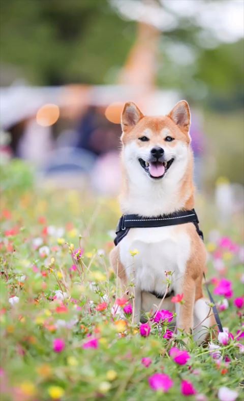 お花とワンコ