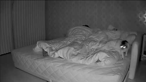 猫　深夜の大運動会