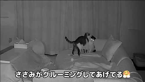 猫 夜中 大運動会 元野良猫